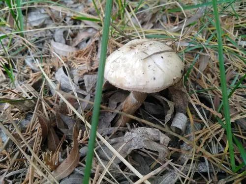 银川野外出现多个新品种蘑菇,千万不要食用!