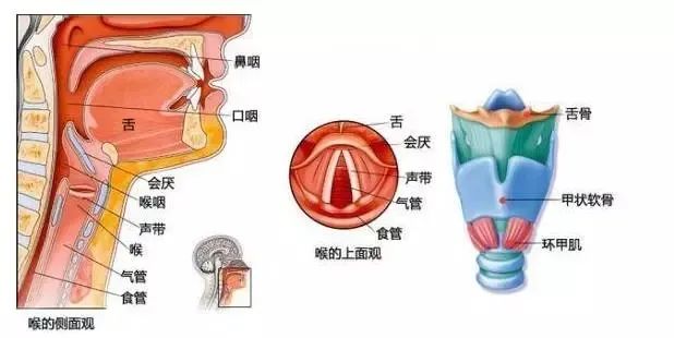 别把喉咙痛不当病!可能几分钟就要你命,速看