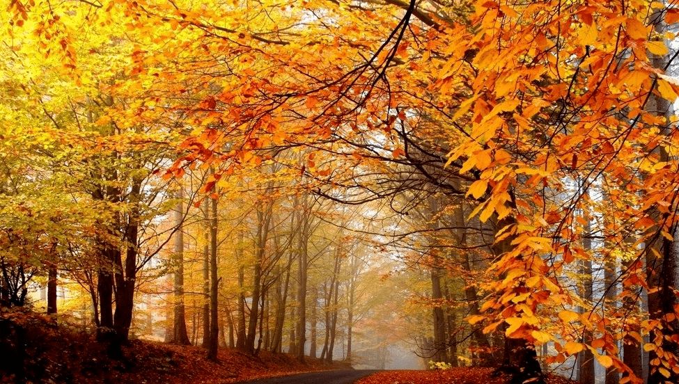 【方志四川•“疫情防控 四川在行动”征文】蔡伟 ‖ 无悔的青春（最新发布）