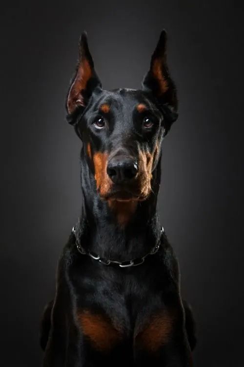美国萌妹和5只烈犬生活在一起这是什么感觉