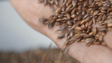 甘肃vlog｜摄制组“喝酒吃肉”，黑蜀黍羡慕围观？（最新发布）