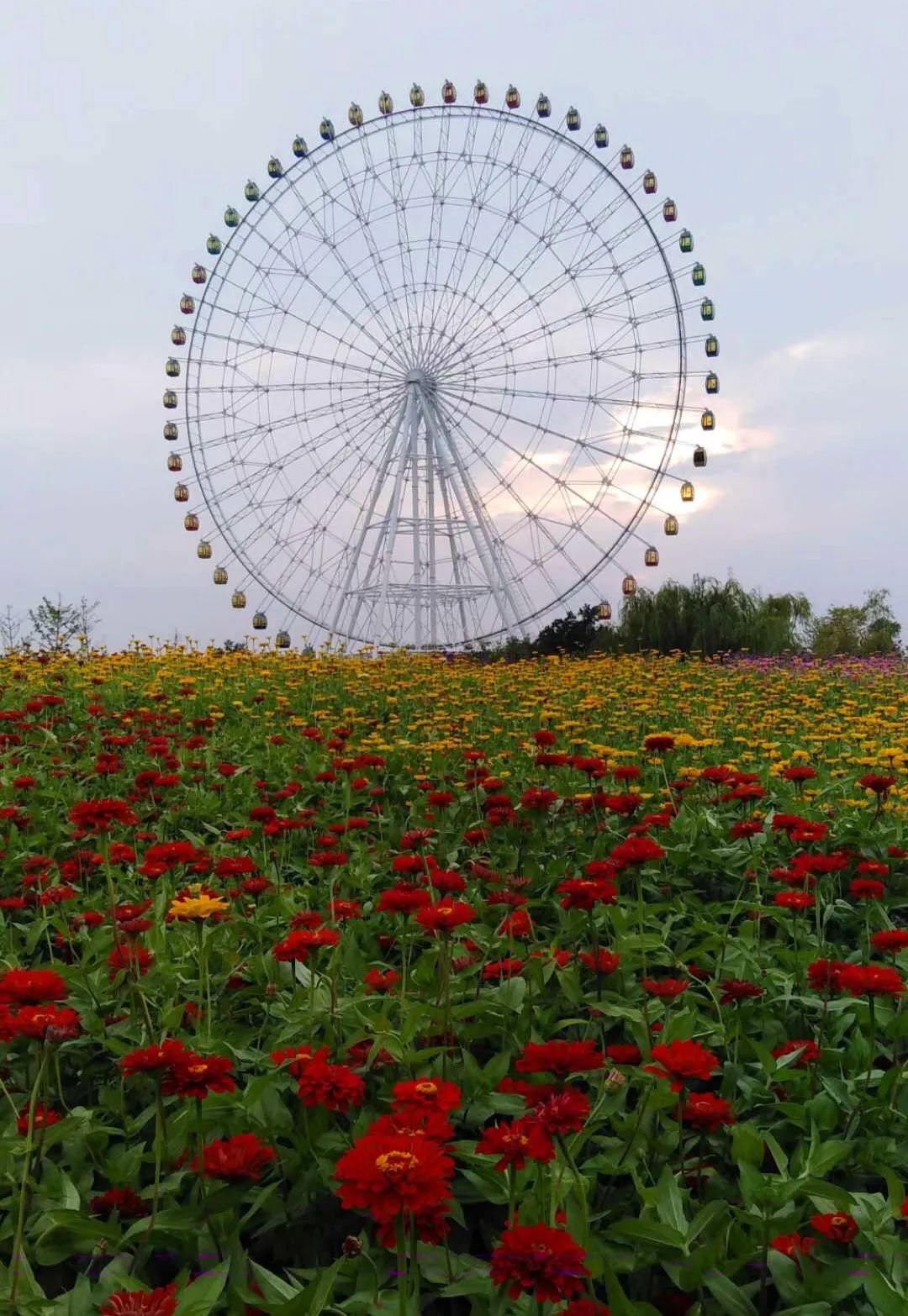 惊艳这处百花齐放的花海师生全免费这个暑假就约起