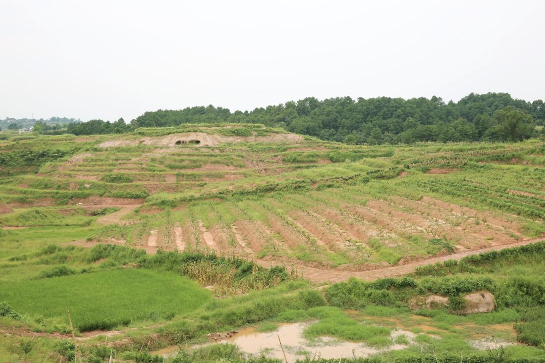 渝北发布 "双十万工程"建设,进行土地宜机化整治.朱云卿 摄