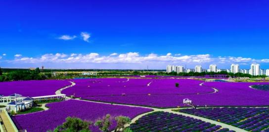 金昌蓝下的紫金花海,风景如画,美丽怡人. 下面就