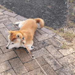 想要做一名合格的养犬人 除了知道遛狗要栓狗绳