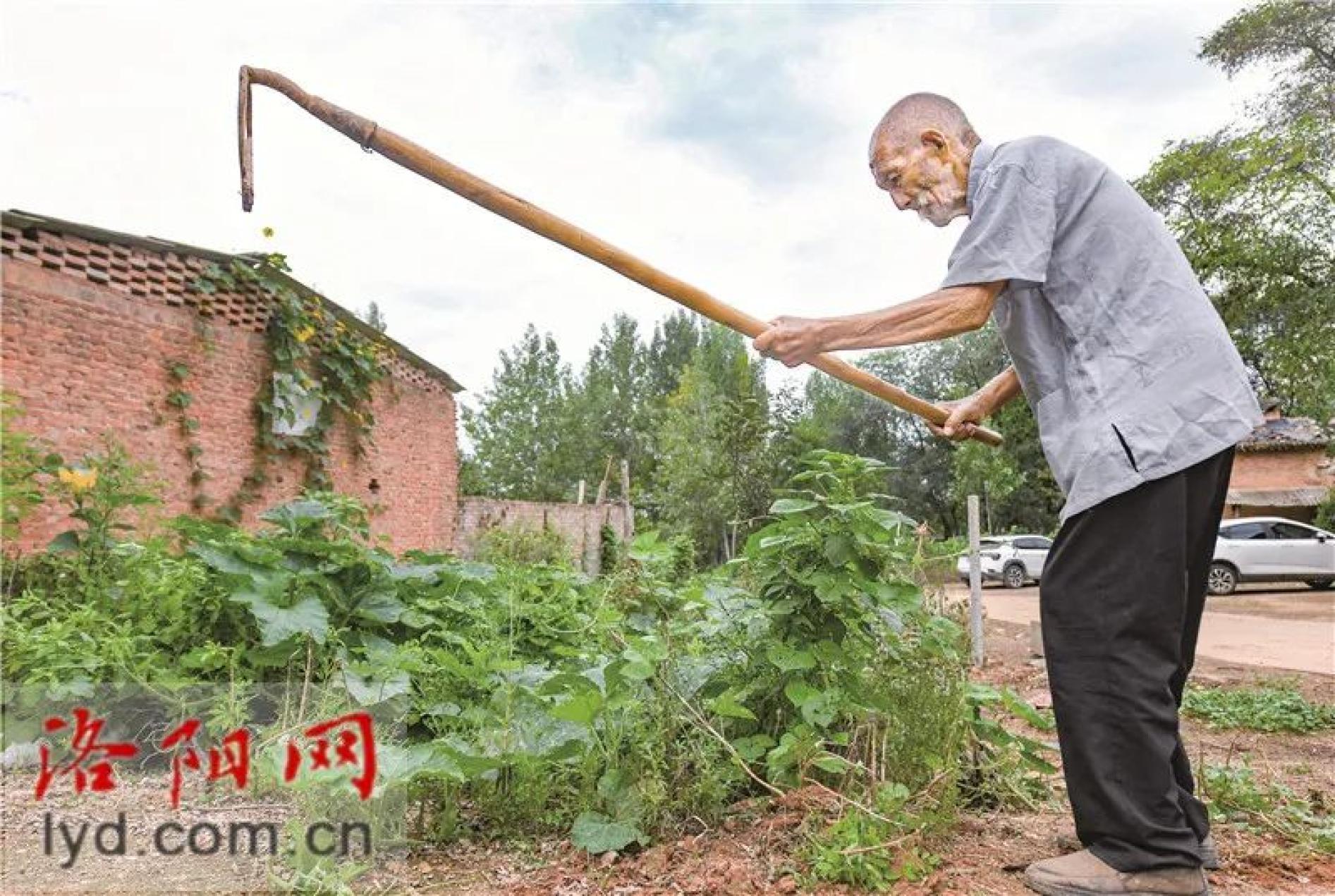 宜阳百岁老人常保连:锄地干活身硬朗 心胸开阔享天年