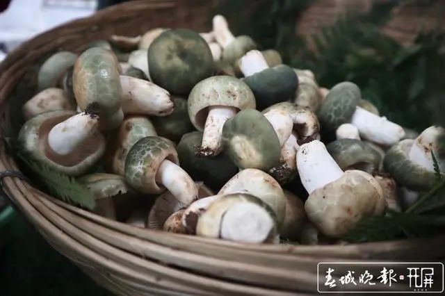 大量野生菌摆在摊位上,鸡枞,牛肝菌,青头菌……品种丰富