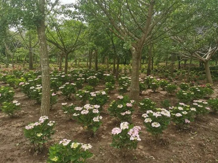 看第十届中国花博会拓展区里探索出了一种林花新模式扮靓林下空间