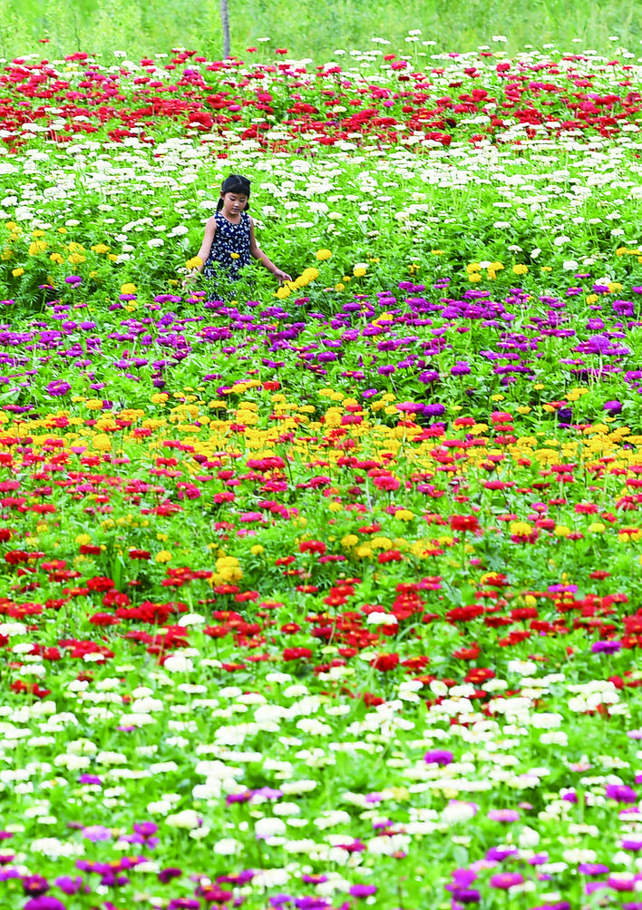 长春市九台区:绚烂花海绽放致富笑脸