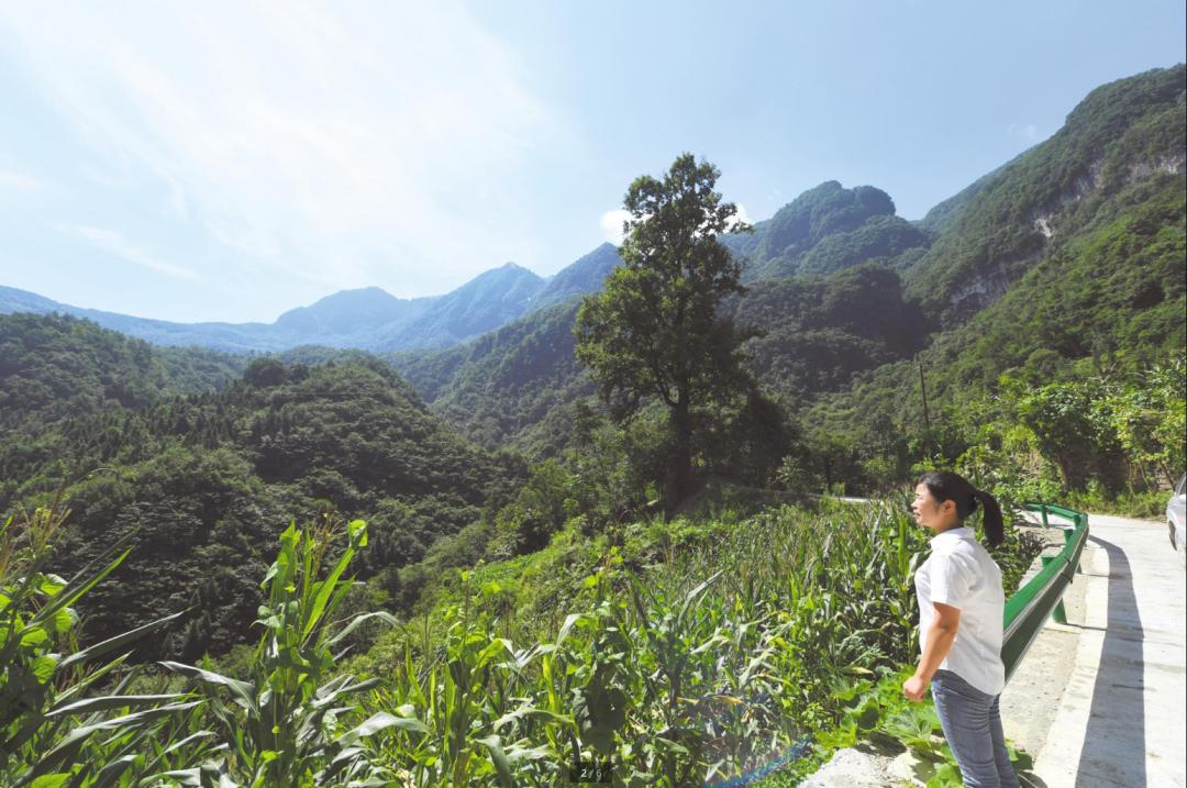 "小娃子"支书 带领村民建设美丽高山生态村