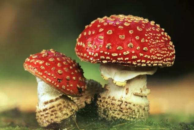 这些蘑菇有毒,你认识几种?