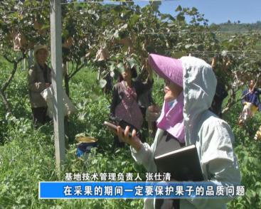基地技术管理负责人 张仕清记者在倮么村的猕猴桃基地内看到,一大片枝