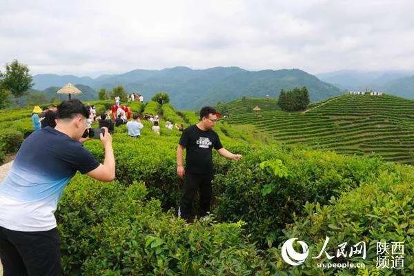 陕西平利蒋家坪村:这里的山茶越来越香