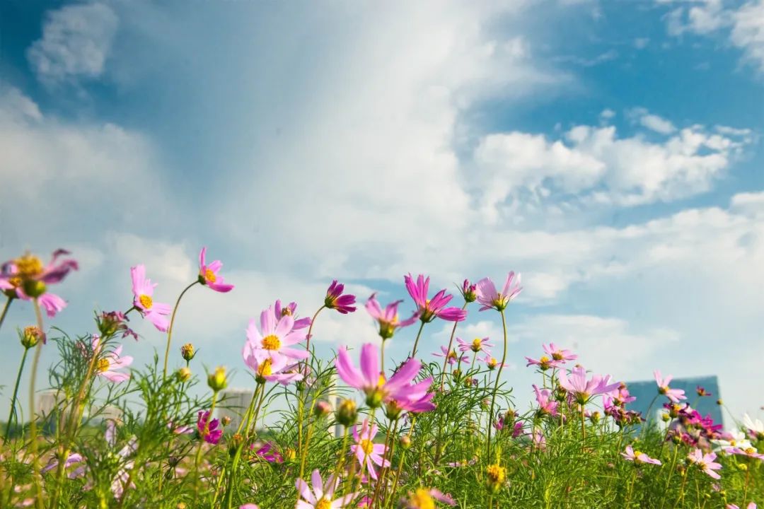 【醉美雍阳】初秋,来武清邂逅一场格桑花海
