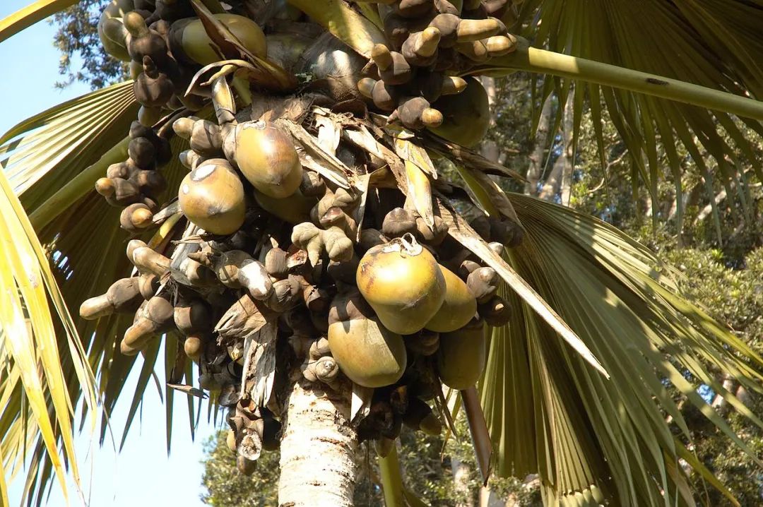 海椰子最出名的就是它那世界最大的种子——直径接近半米,重量可达18