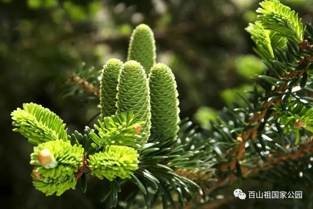 丽水发布 图为百山祖冷杉  "兰溪桥是最大跨度的木拱桥,大家可以在