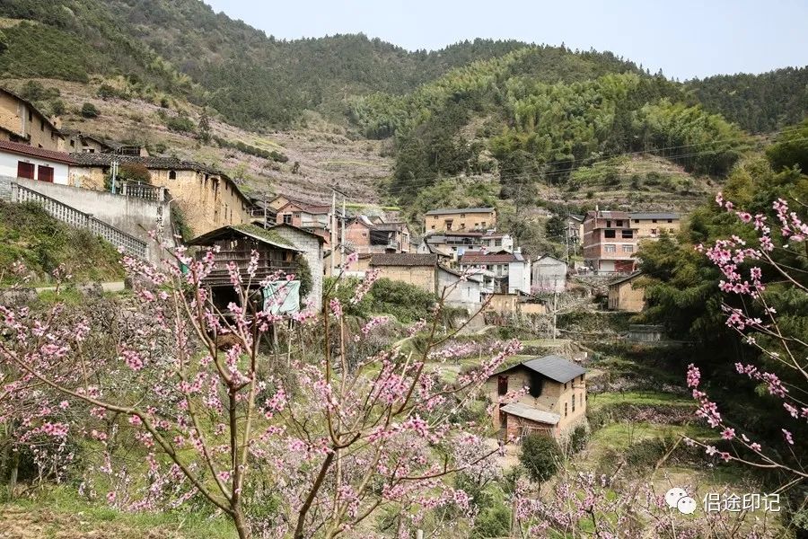 丽水乡村纪行仙渡梅田多彩桃乡田园牧歌