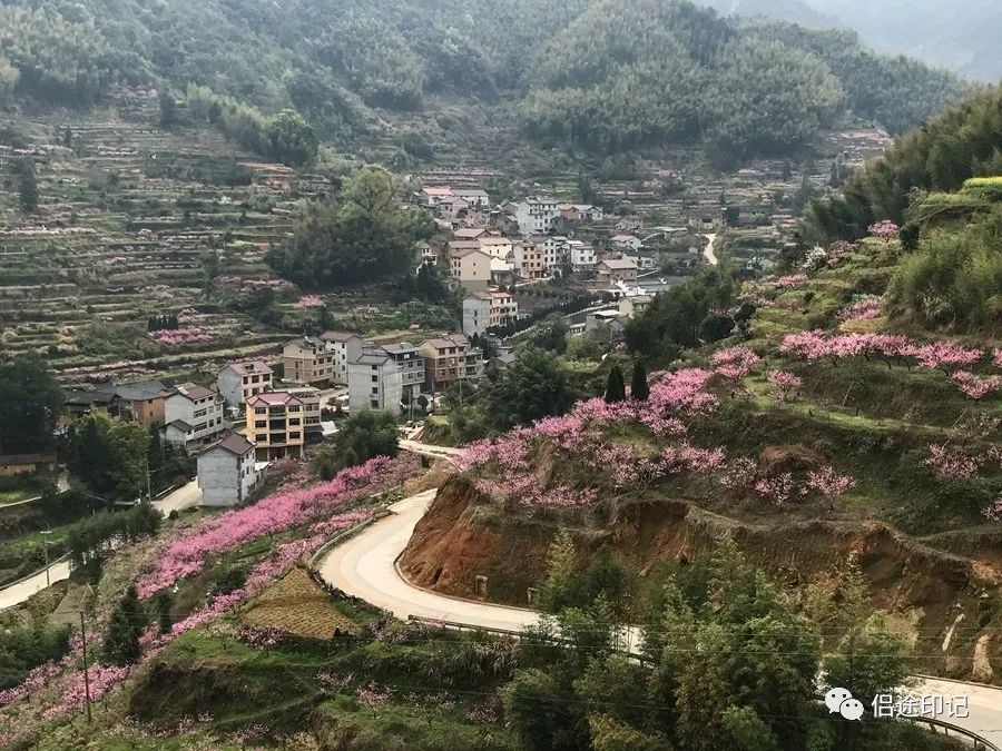 丽水乡村纪行仙渡梅田多彩桃乡田园牧歌