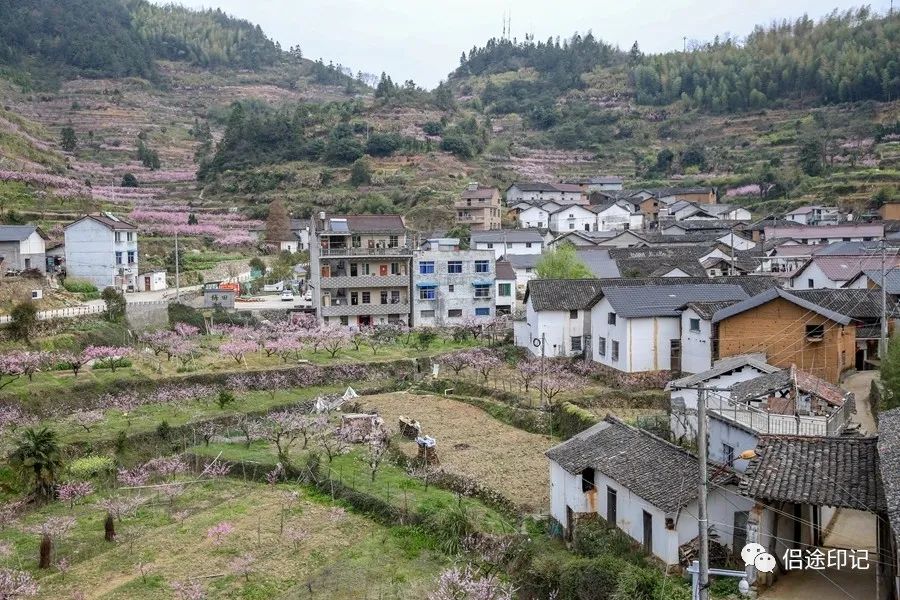 丽水乡村纪行仙渡梅田多彩桃乡田园牧歌