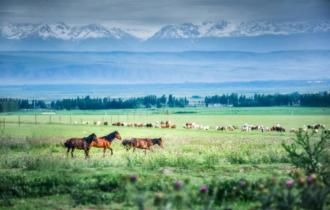 对不起，我真要去新疆了（最新发布）