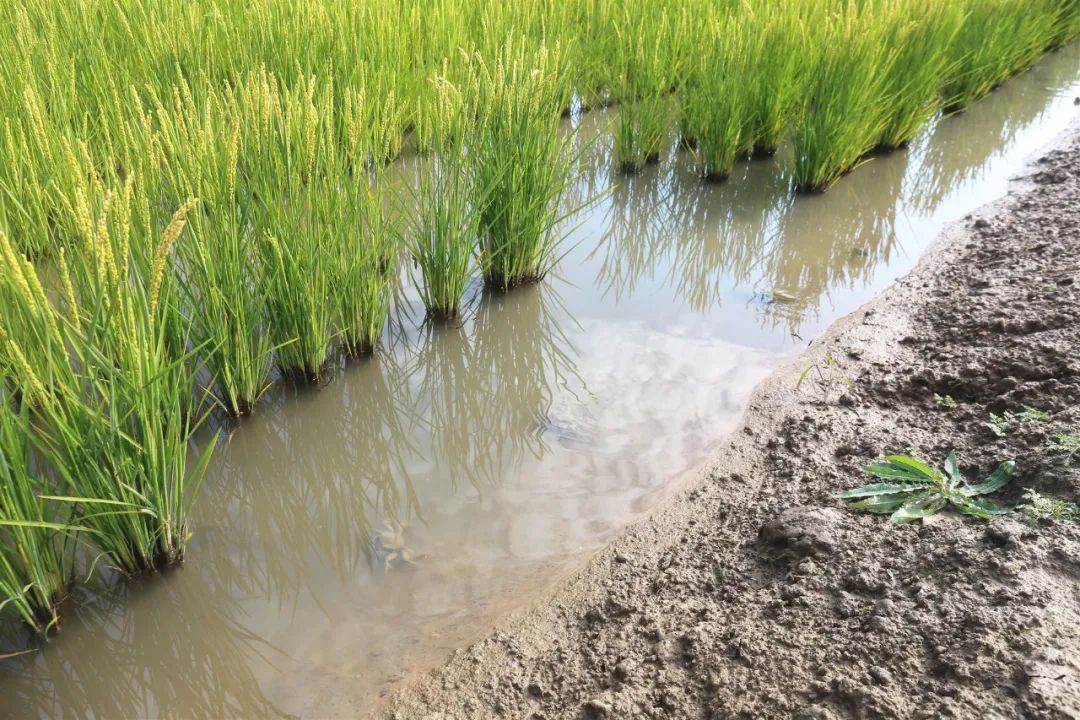 赛罕区榆林镇潮岱村稻田蟹9月20日上世膊