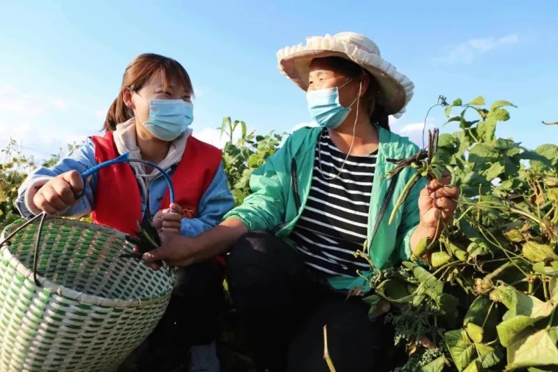 秋风微凉,位于富蕴县城11公里处喀拉通克镇克孜勒库都克村的800亩特色