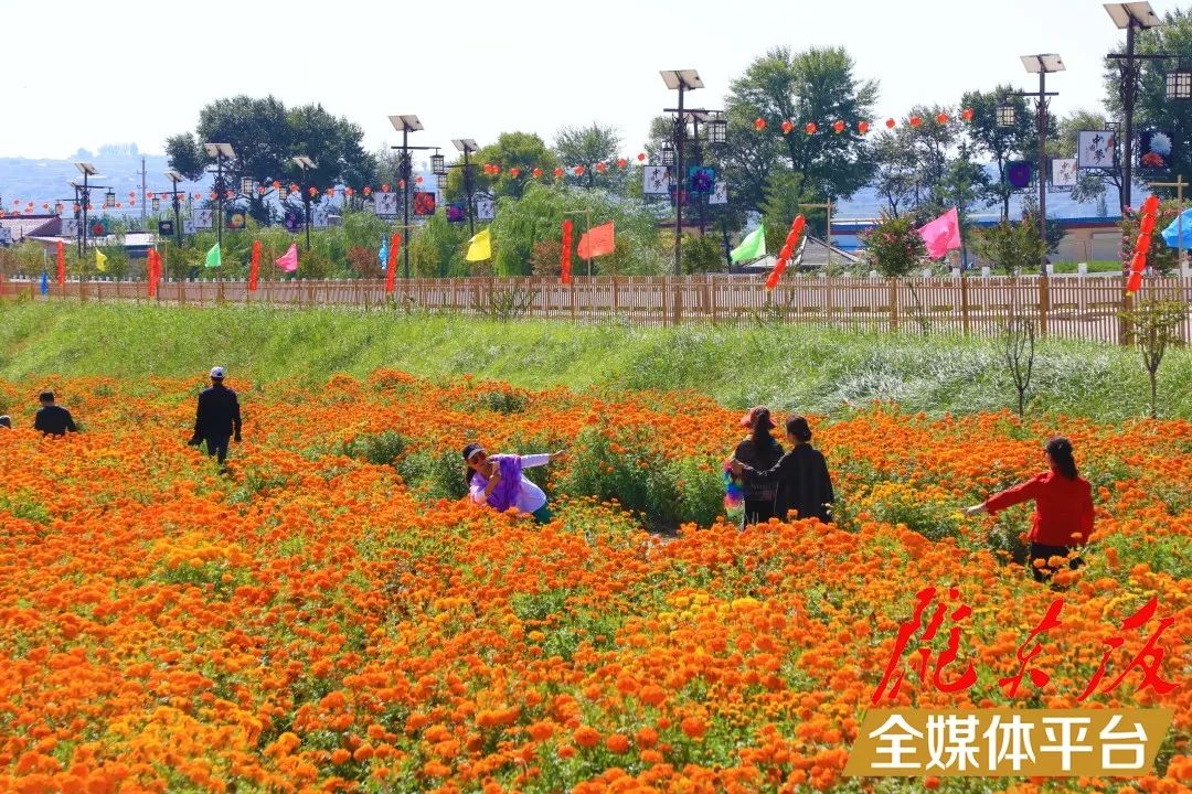 超好看百亩花海惊艳来袭就在庆阳这个地方