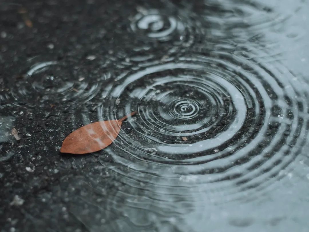 浙师雨景大片 惊艳了每一帧秋日时光 霏霏秋雨 如丝,如雾,如烟 水珠垂