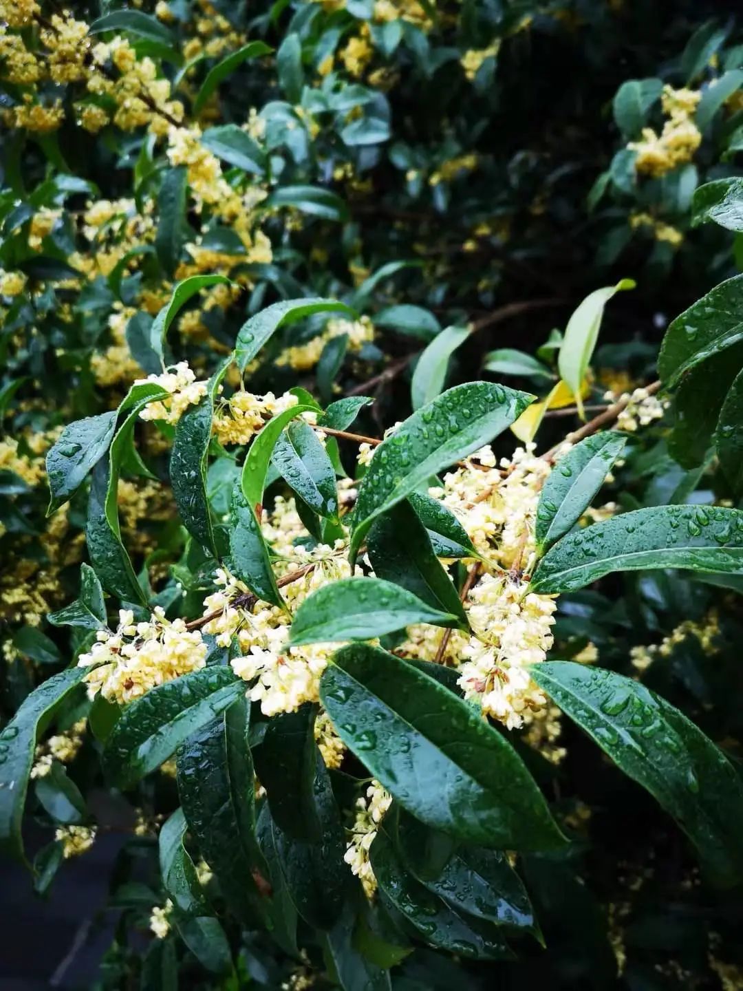古城公园桂花香初秋的味道