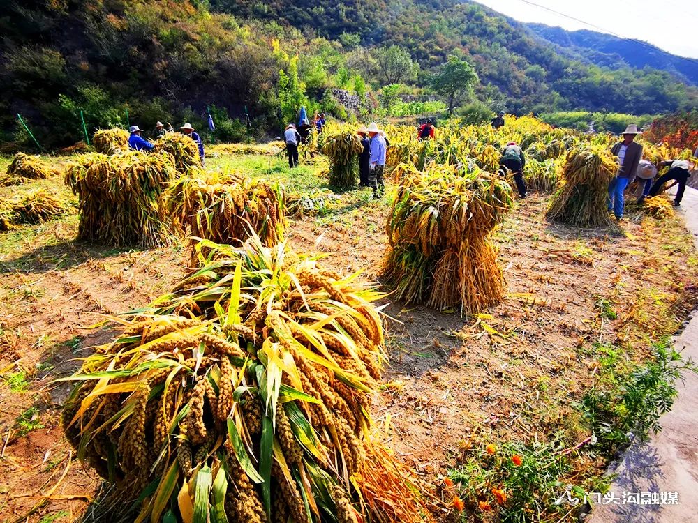 迎小康,看京西大地丰收节!