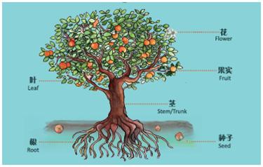 植物共有六大器官:根,茎,叶,花,果实,种子.