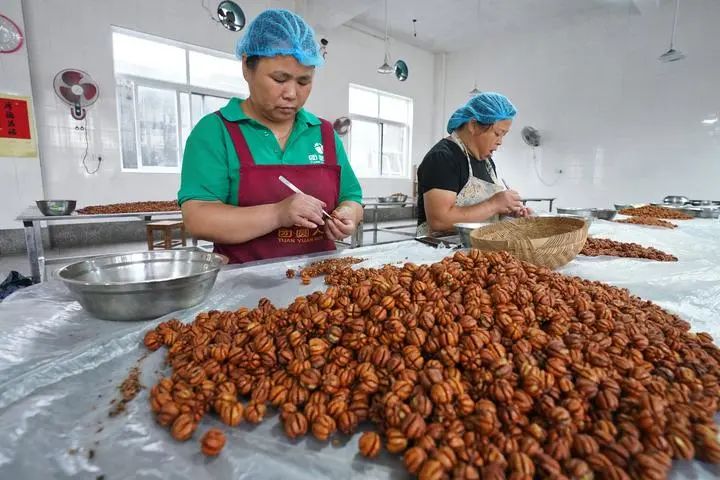 丰收季 | 一颗售价近2元,圆滚滚的完整山核桃仁你见过
