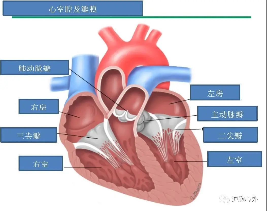 原创 上海市胸科医院 上海市胸科医院 二尖瓣脱垂和二尖瓣关闭不全