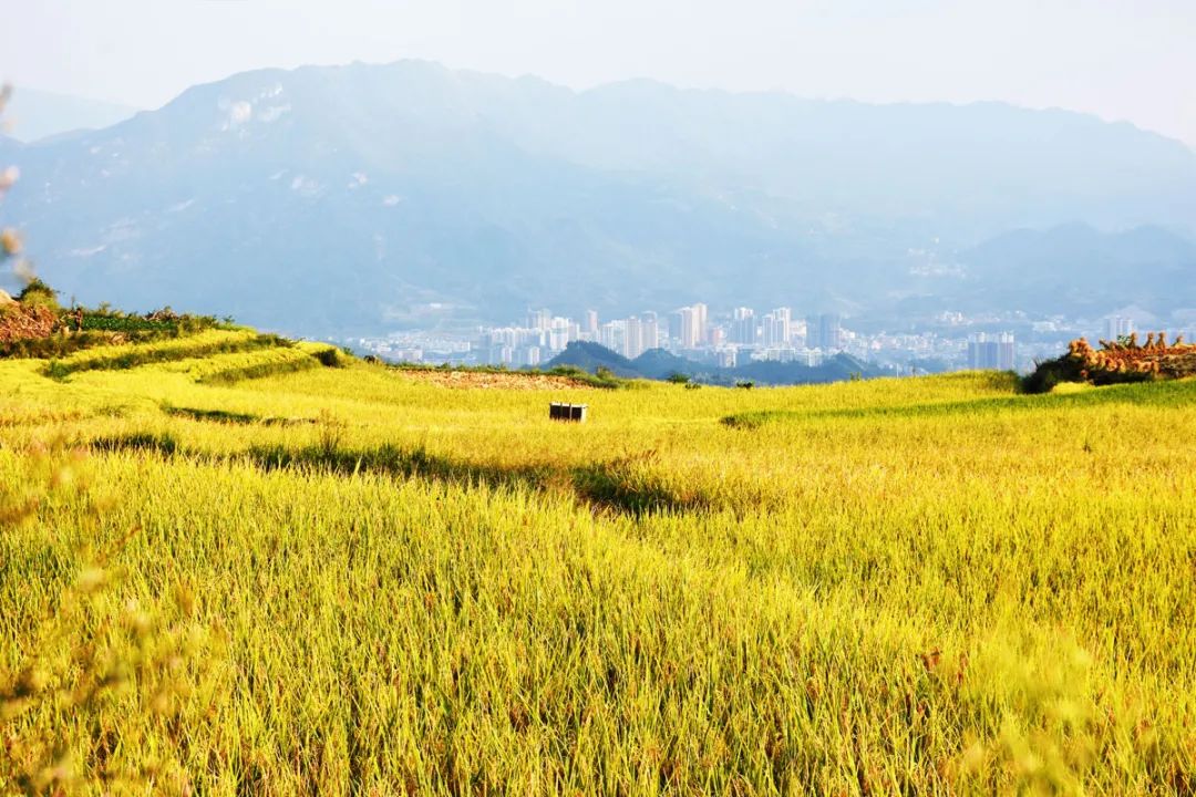组图| 铜仁用金色证明:稻花香里说丰年