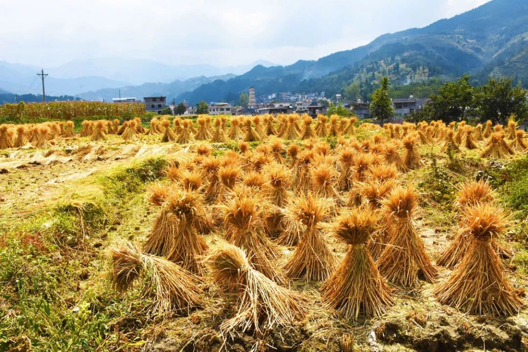 组图| 铜仁用金色证明:稻花香里说丰年