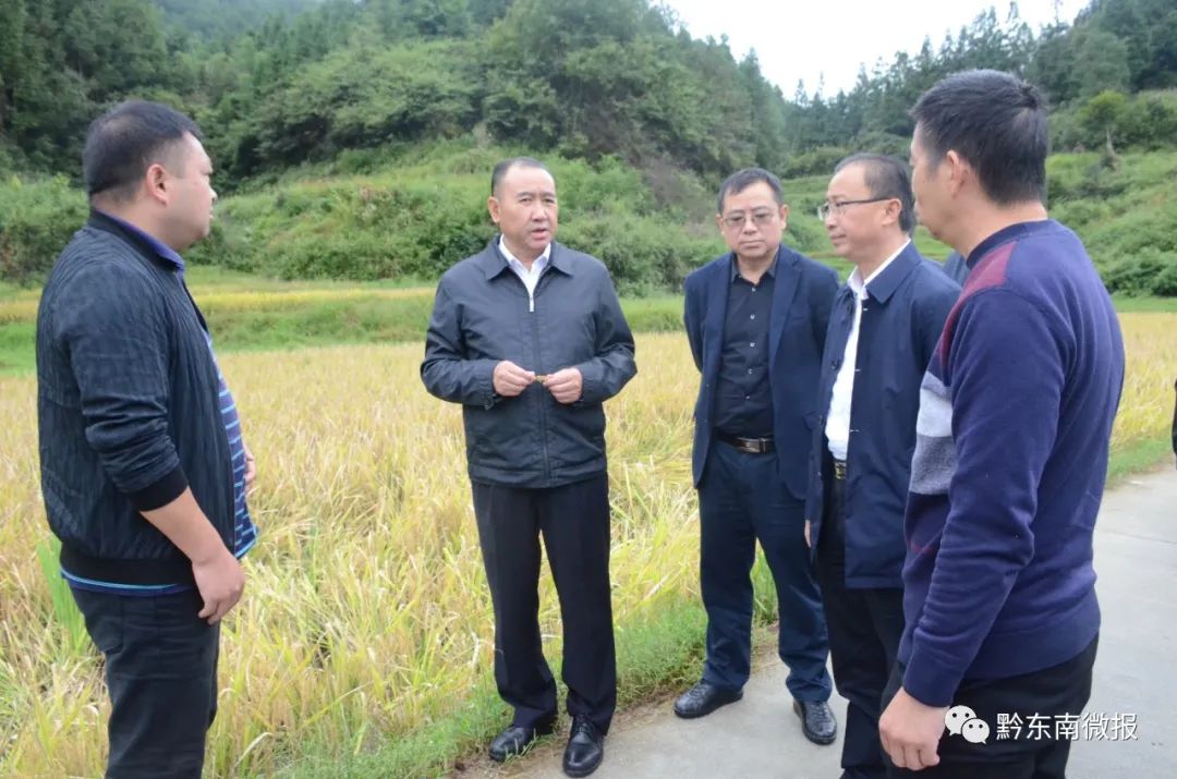桑维亮到丹寨凯里调研水稻抢收工作时强调组织力量加快抢收确保粮食