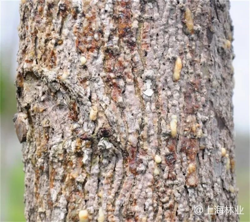 树表皮出现很多"面条状"的木屑时,那么极有可能树体内有小蠹虫在活动