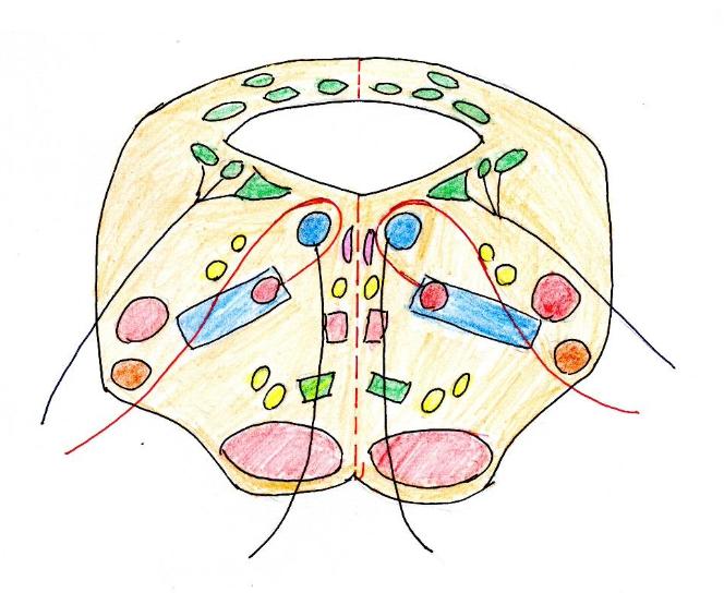 吴毅主任手绘"脑干(脑桥)横切面解剖图" 我的拙作