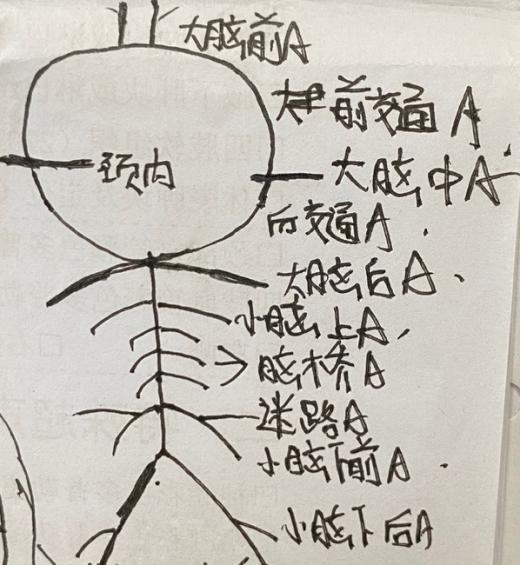 华山康复图14 大脑皮层功能分区解剖图 做一名真正能够帮助患者的医师