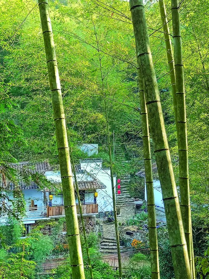 【龙门乡村】花竹:花溪竹林 山水福地