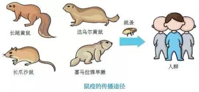 鼠疫的症状 澎拜新闻