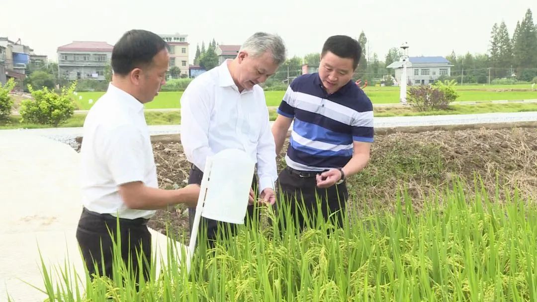 邓三龙率省第四生态环境保护督察组察看稻虾产业对大通湖水环境影响