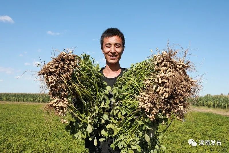 学习强国:河北滦南20万亩花生喜获丰收!