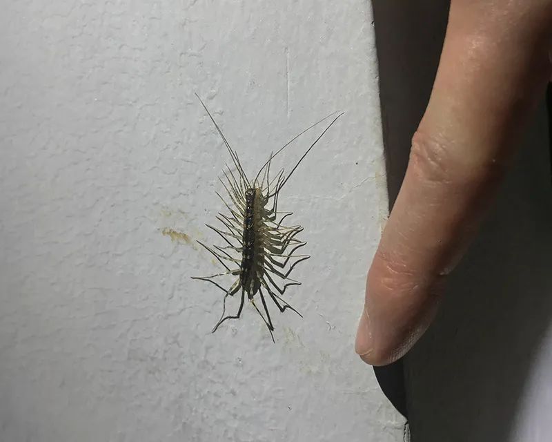 说到萌系小短腿,才不只有柯基呢