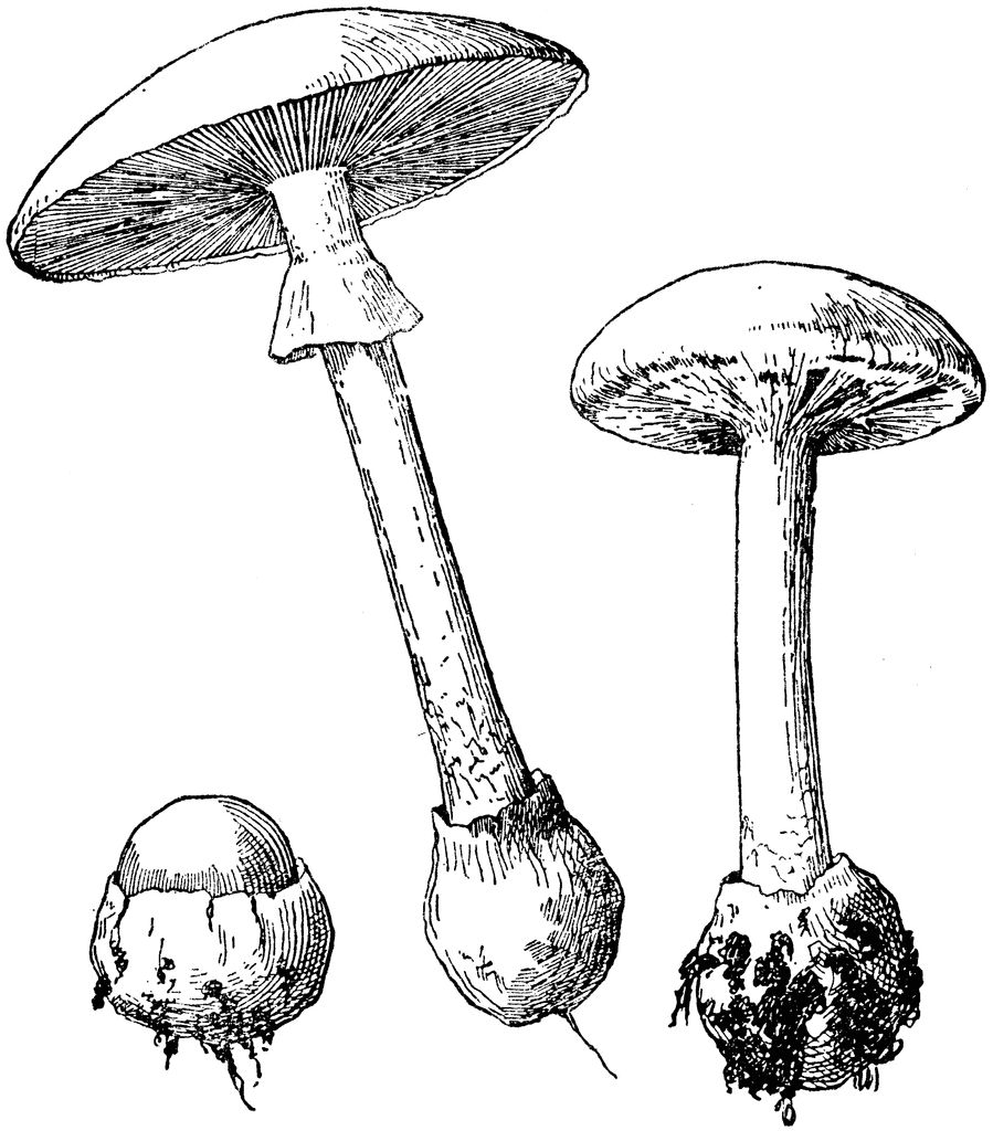 毒鹅膏:致命蘑菇在蔓延