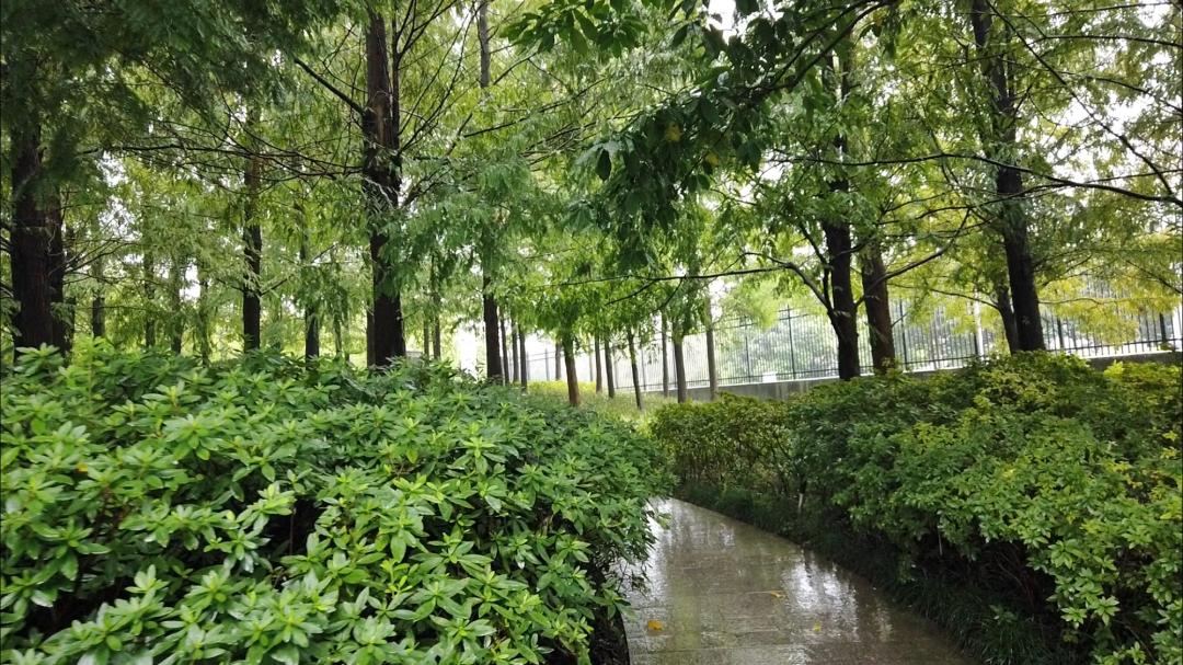 上海市内游玩安排，大片大片的森林、湿地、草坪（最新发布）