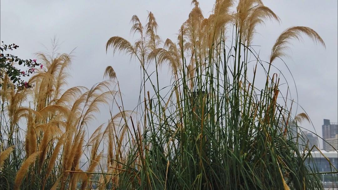 上海市内游玩安排，大片大片的森林、湿地、草坪（最新发布）