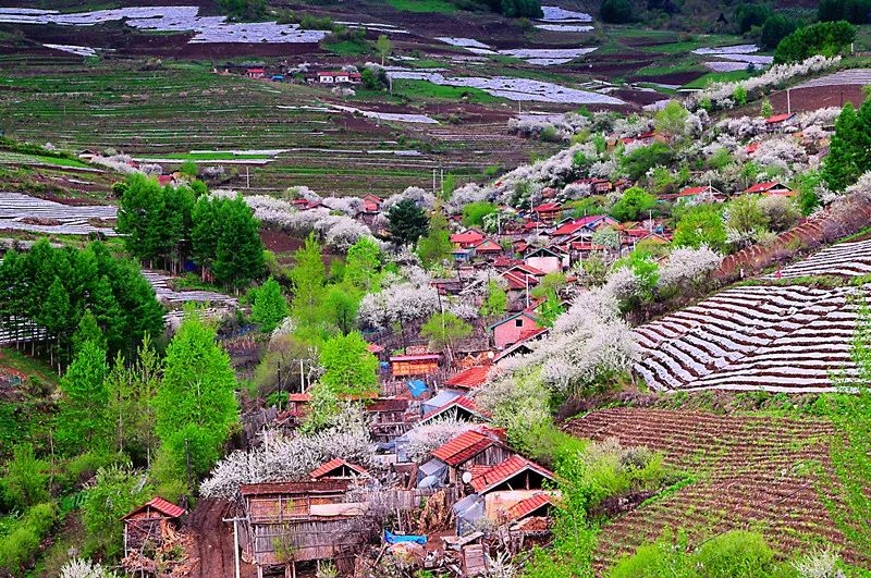 《鲜花盛开的村庄》 摄影:孙贵春