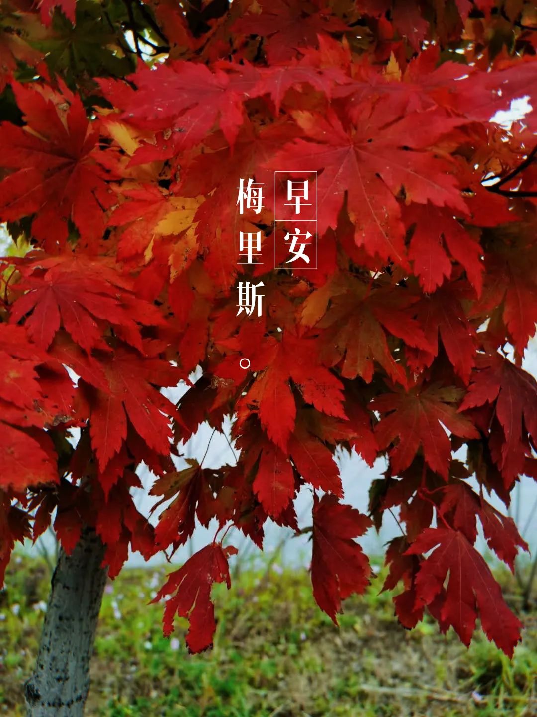 早安,梅里斯!