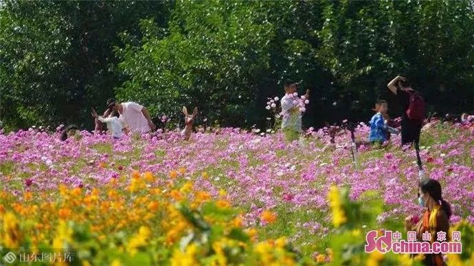 花开盛世度佳节 山东各地美如画(最新发布)